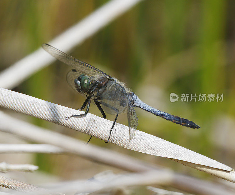 黑尾蜻蜓(Orthetrum cancellatum)雄性